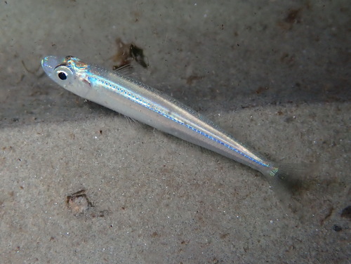Mediterranean sand smelt (Atherina hepsetus) — Atherinidae — 5