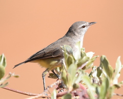 Eremomela icteropygialis