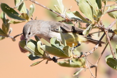 Eremomela icteropygialis