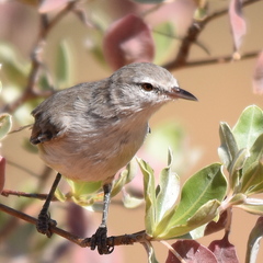 Eremomela icteropygialis