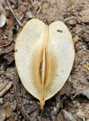 Cardiopteris quinqueloba, 2024-02-12