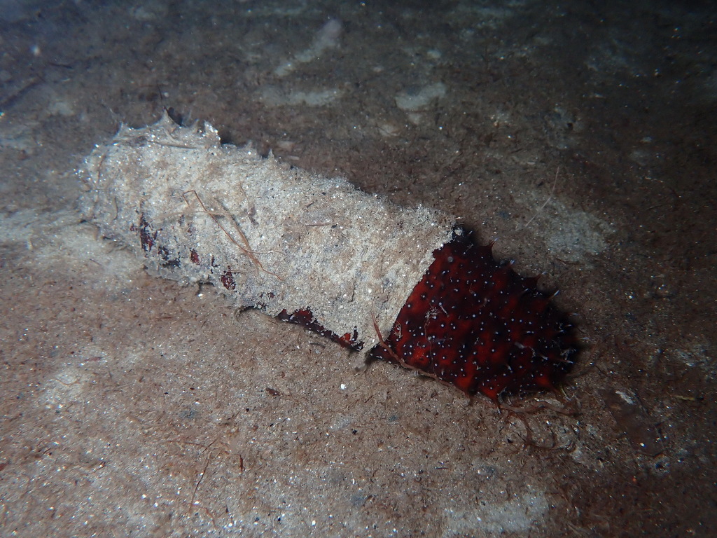 Photo of Poli's sea cucumber (Holothuria poli)