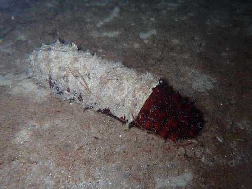 Photo of Poli's sea cucumber (Holothuria poli)