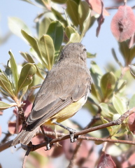 Eremomela icteropygialis