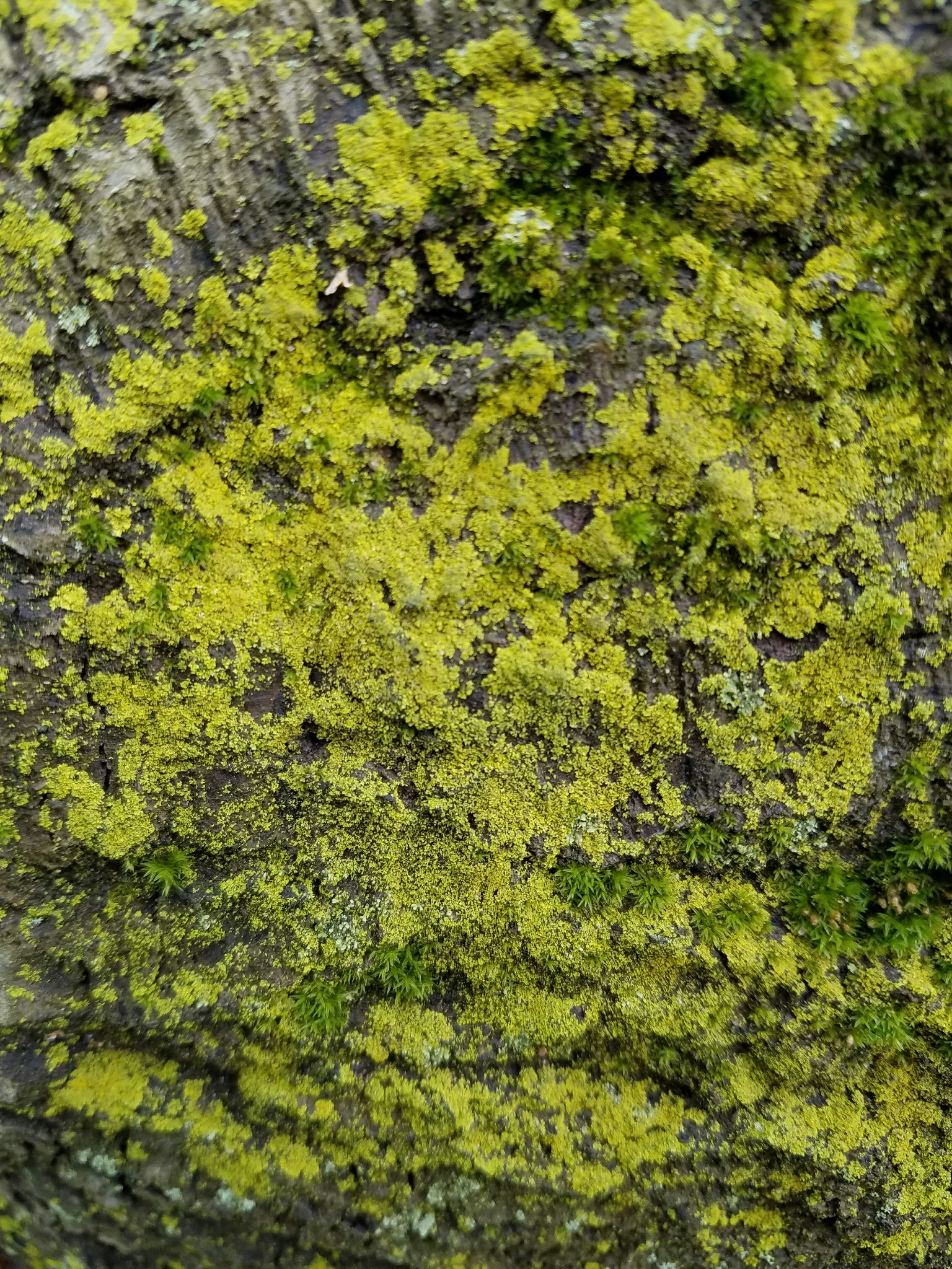 Candelaria concolor image