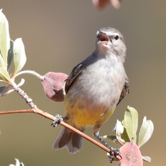 Eremomela icteropygialis