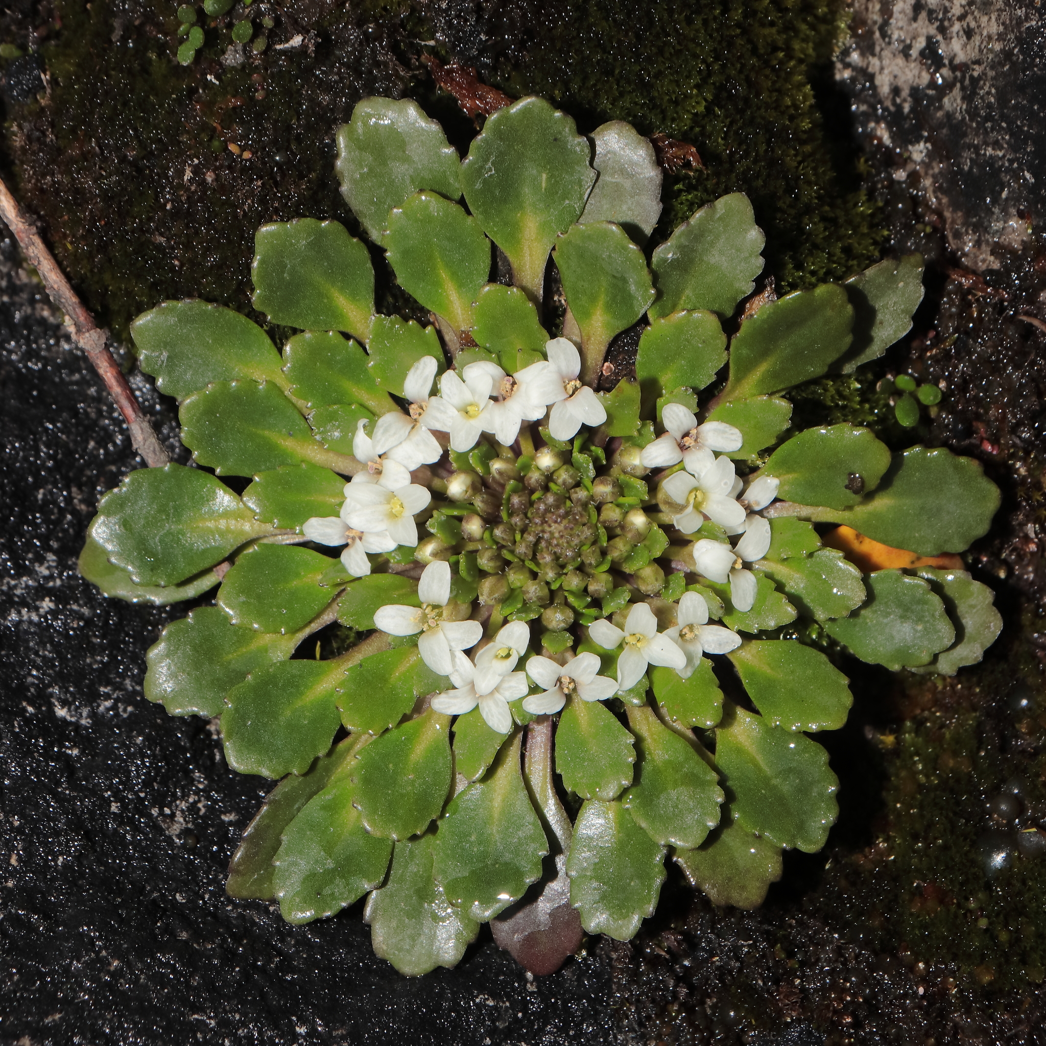 Brassicales