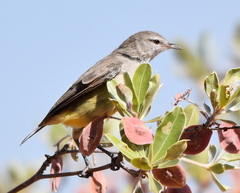 Eremomela icteropygialis
