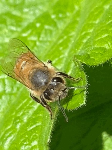 iNaturalist observation photo of Western Honey Bee