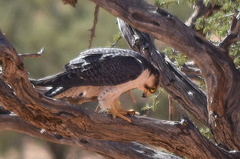 Falco biarmicus biarmicus