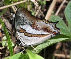 Polyura schreiber