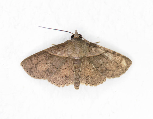 Dolichosomastis transversata · iNaturalist
