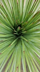 Agave stricta