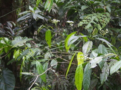Image of Cordia porcata