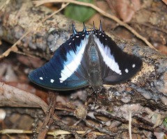 Polyura schreiber