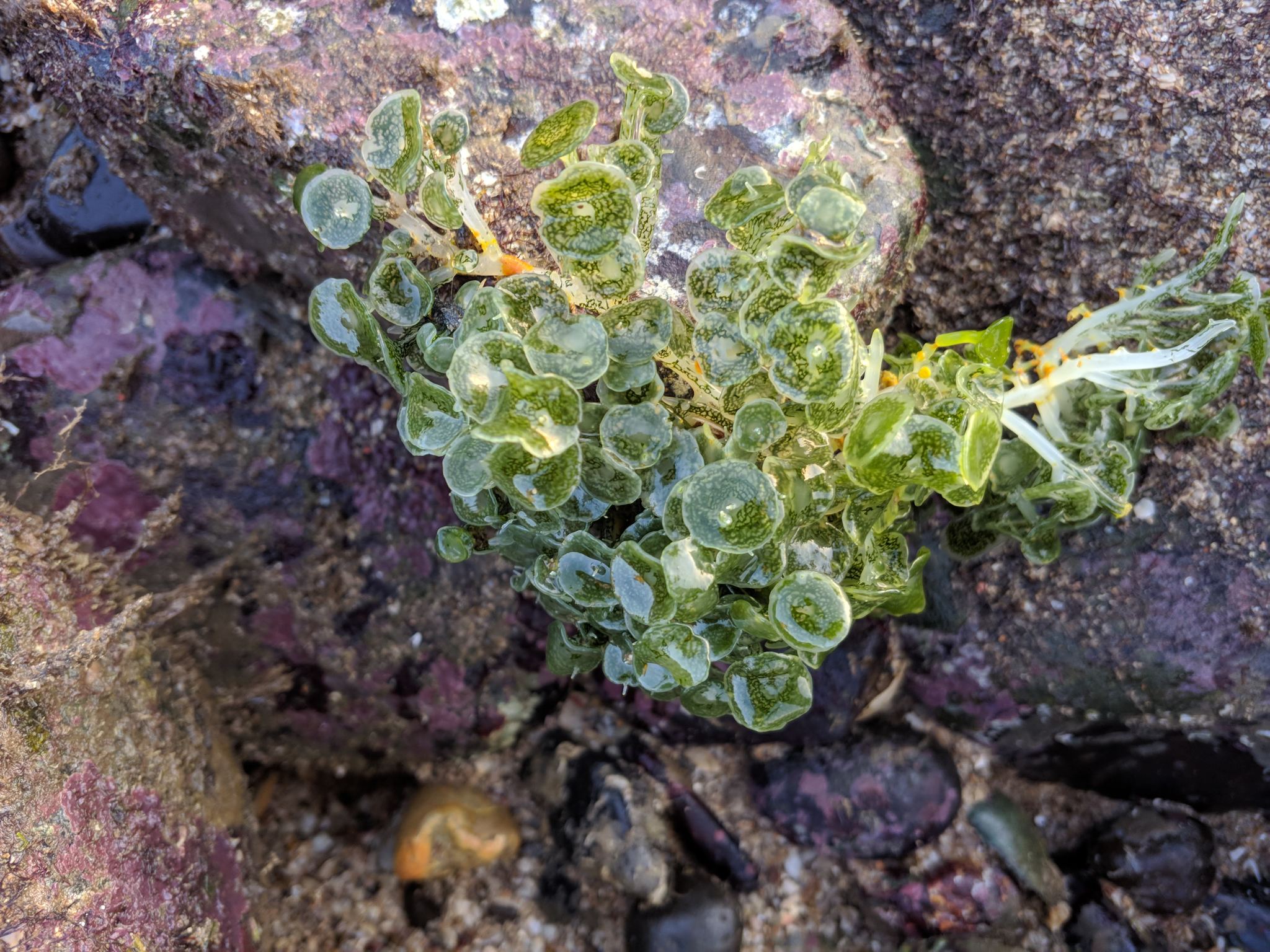 Caulerpa nummularia
