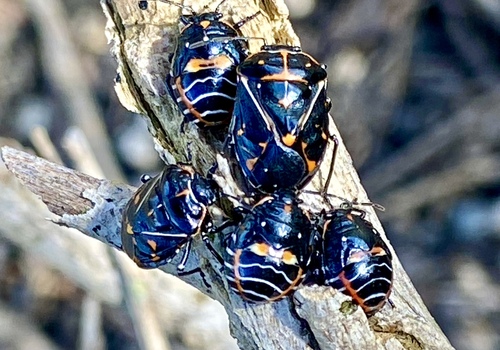 iNaturalist observation photo of Harlequin Bug