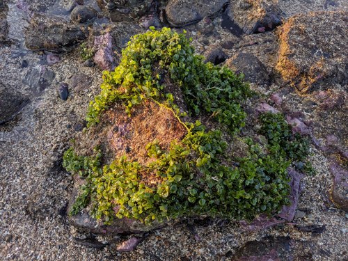 Caulerpa nummularia