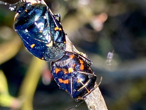 iNaturalist observation photo of Harlequin Bug