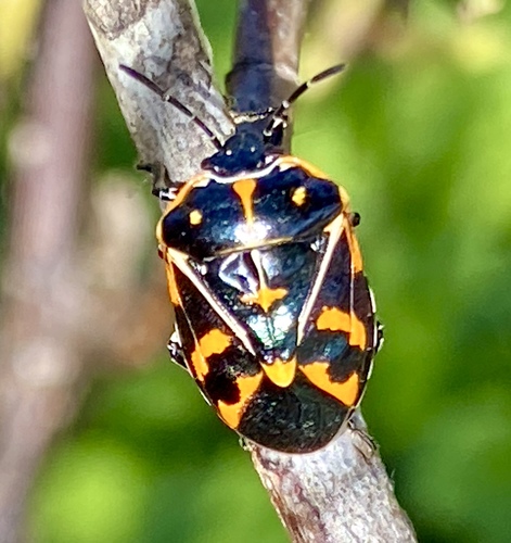 iNaturalist observation photo of Harlequin Bug