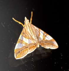 Agrioglypta zelimalis