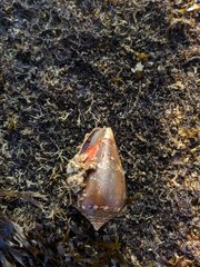 Conus achatinus
