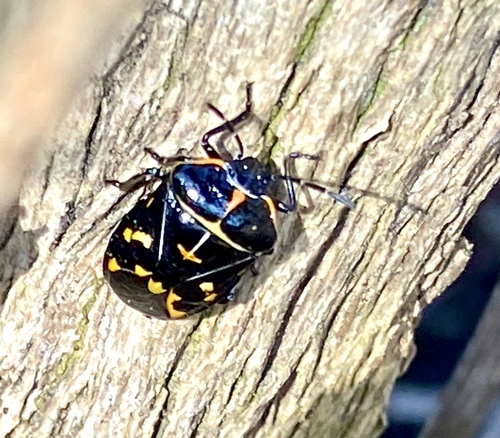 iNaturalist observation photo of Harlequin Bug