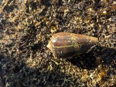 Conus achatinus
