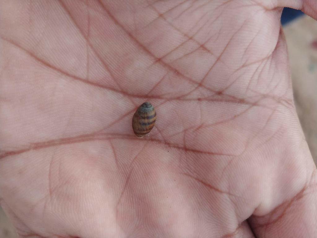 Melampodinae