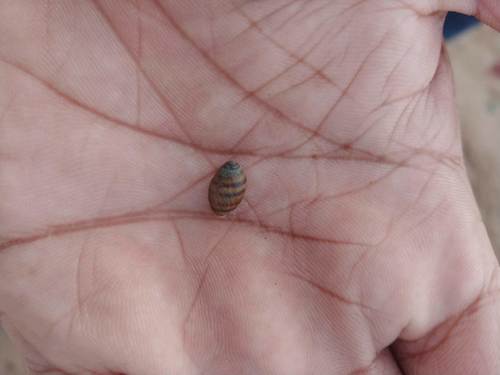 Melampus sincaporensis