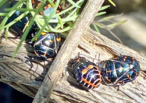 iNaturalist observation photo of Harlequin Bug