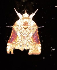 Nycteola indica