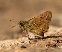 Potanthus parvus