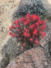 Castilleja chromosa