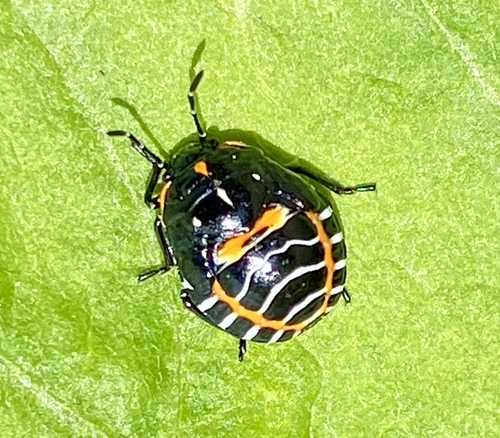iNaturalist observation photo of Harlequin Bug