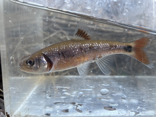 Bandfin shiner (Luxilus zonistius) — Cyprinidae — 5