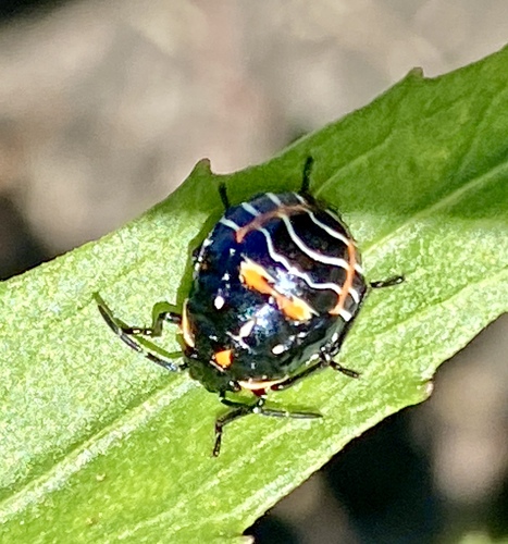iNaturalist observation photo of Harlequin Bug