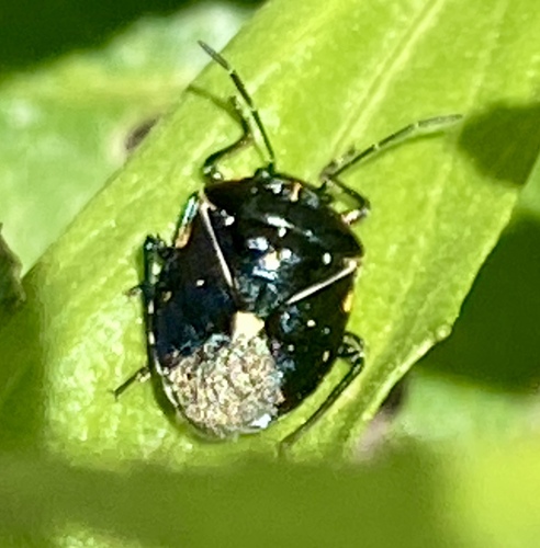 iNaturalist observation photo of Harlequin Bug