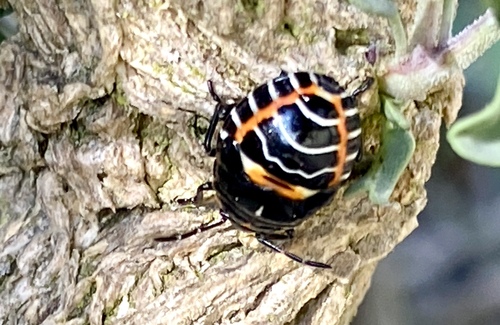 iNaturalist observation photo of Harlequin Bug