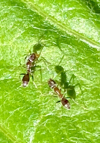 iNaturalist observation photo of Argentine Ant