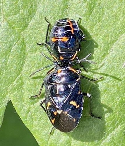 iNaturalist observation photo of Harlequin Bug