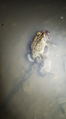 Anaxyrus americanus charlesmithi