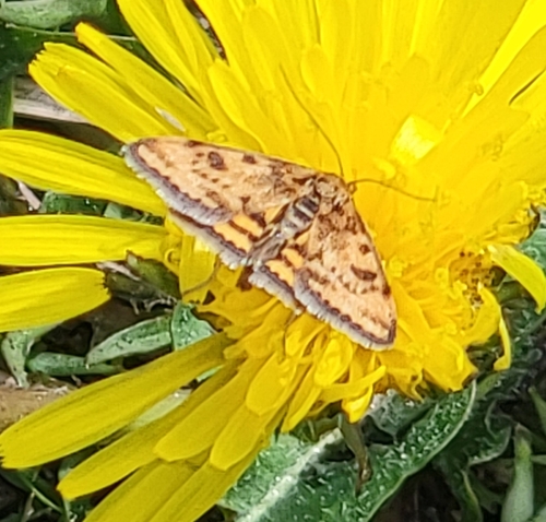 Mottled Pyrausta Moth photo 6