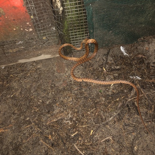 Brown Tree Snake sighting