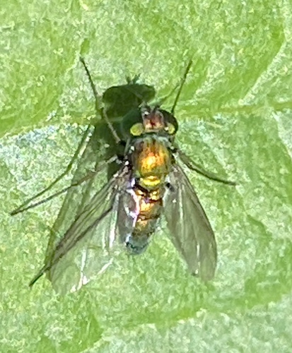 iNaturalist observation photo of Condylostylus longicornis