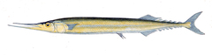 Southern Saury photo 3