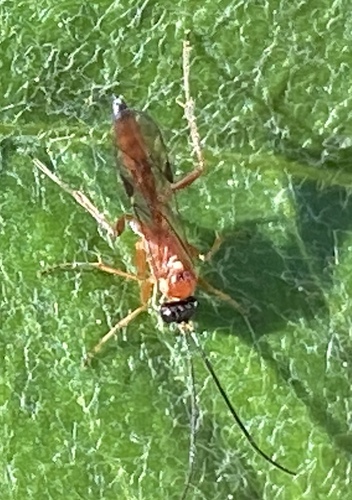 iNaturalist observation photo of Ichneumonid and Braconid Wasps