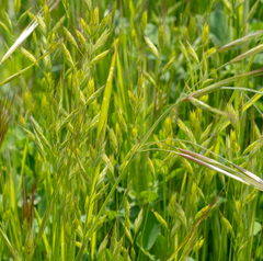 Bromus hordeaceus