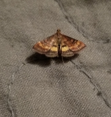 Pyrausta californicalis