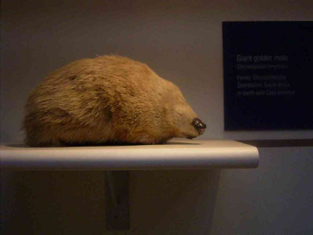 Cryptochloris